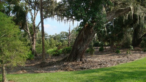 view from backyard