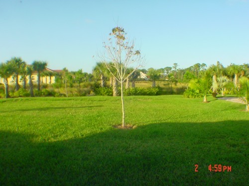backyard looking at preserve area