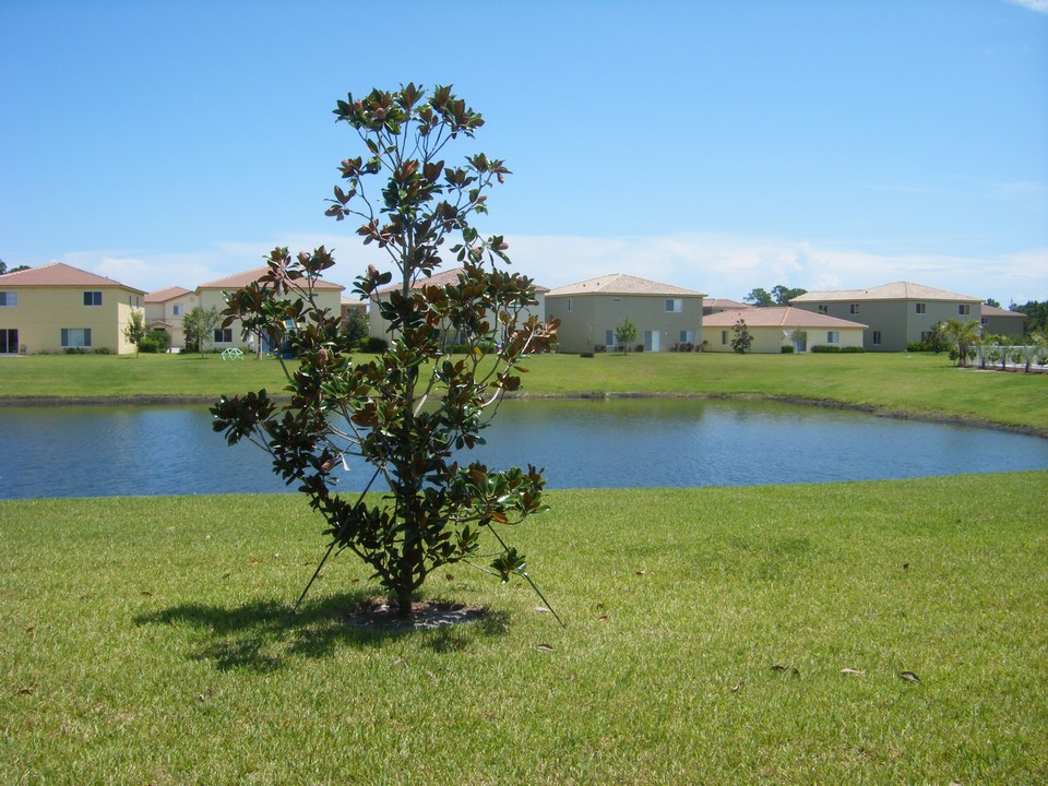 view from backyard
