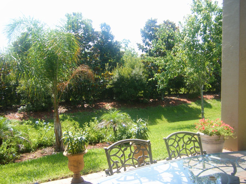 view from backyard