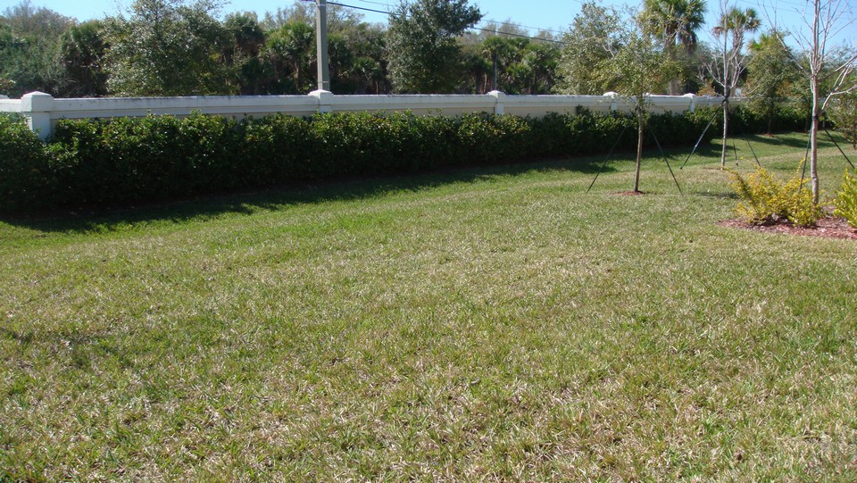 backyard view