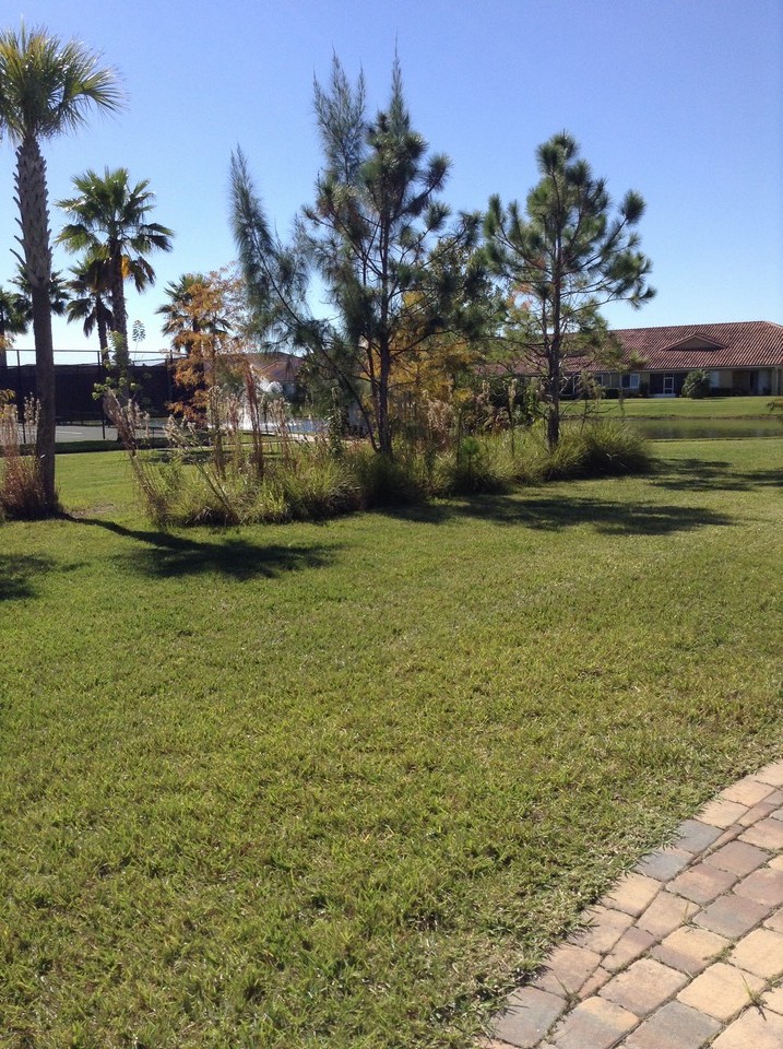 view from backyard